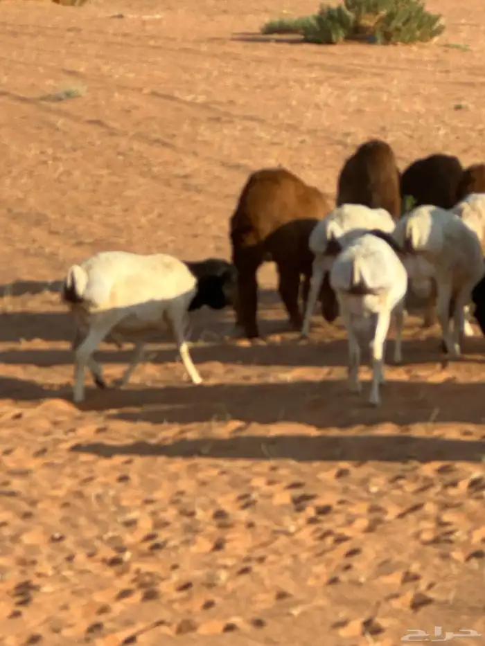 سواكنيات وبرابر حلال بر 81