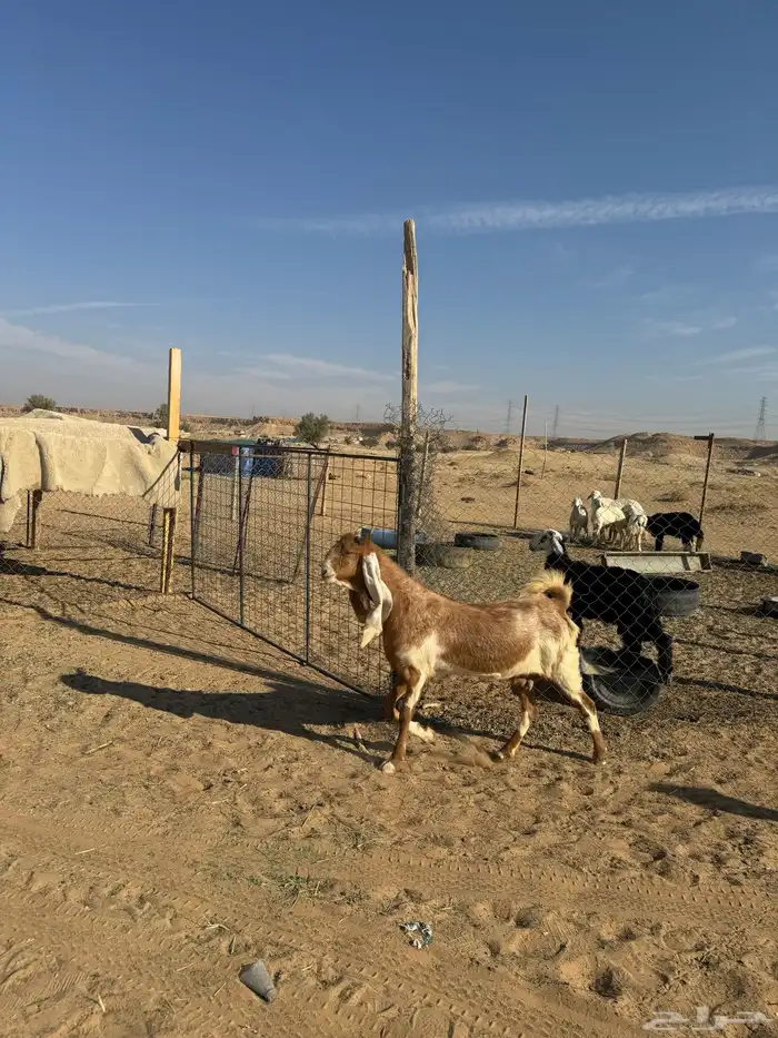 اعرض لكم المعزاء طيبه وحده ثنيه وحده رباع 0