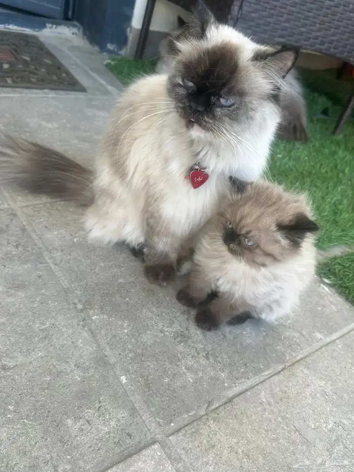 قطط هملايا للبيع 300 1