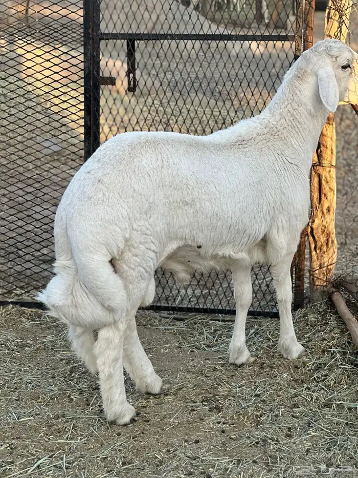 خروف مشروع فحل 1