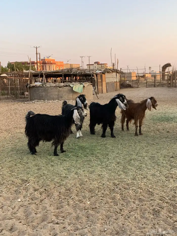 معزا مقنوى طيبه 2