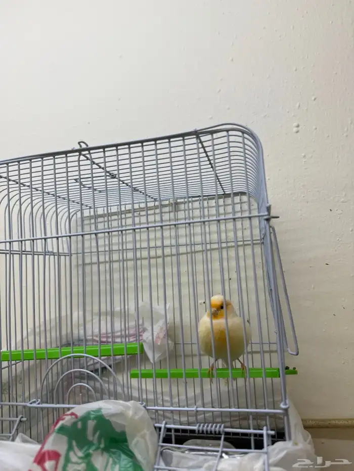 طيور كناوي لبيع 1