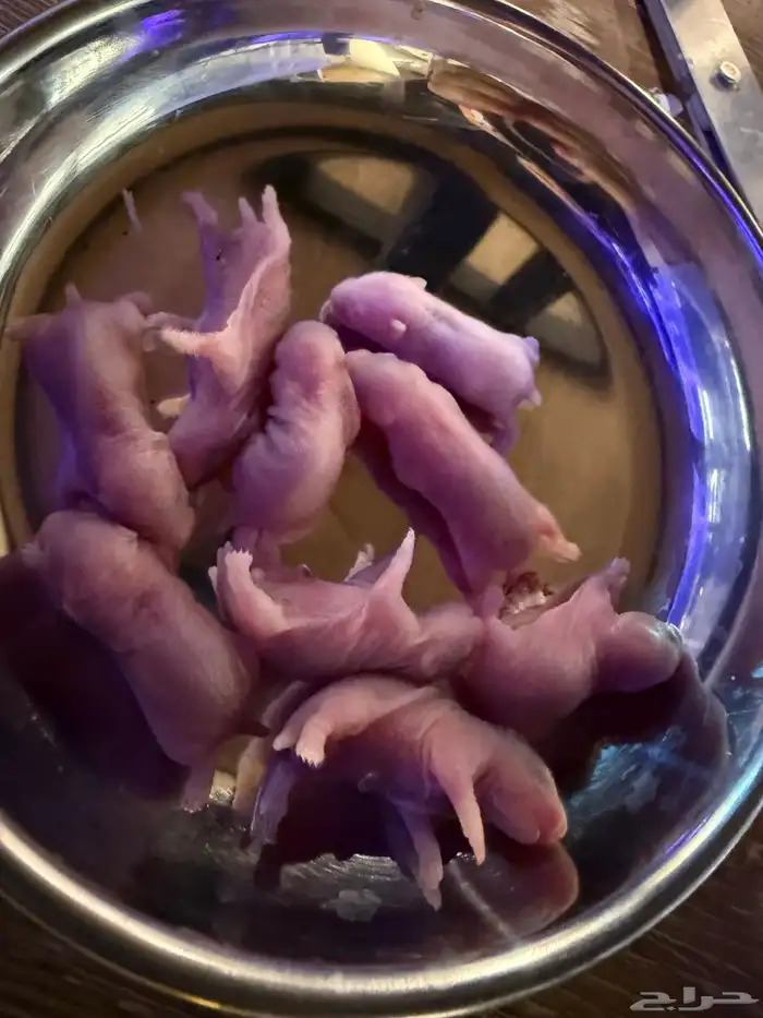 هامسترات روسية - هامسترات سورية بأعمار مختلفة 0