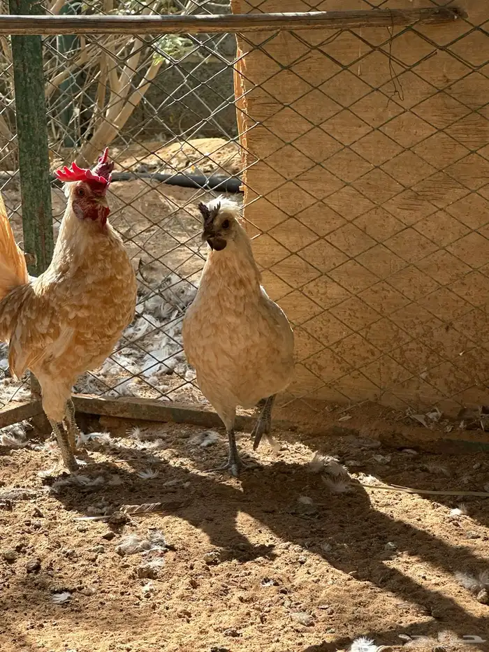 دجاج حبحب كويتي 0