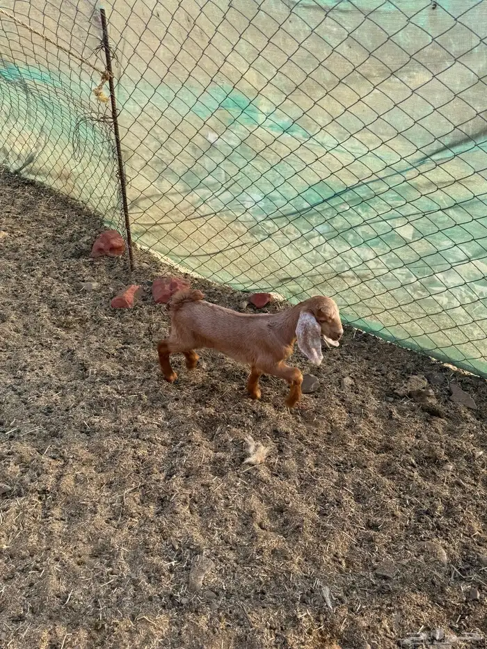 عنز يتبعها رخل 0