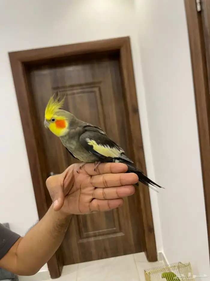 بغباء كروان و الدره 0