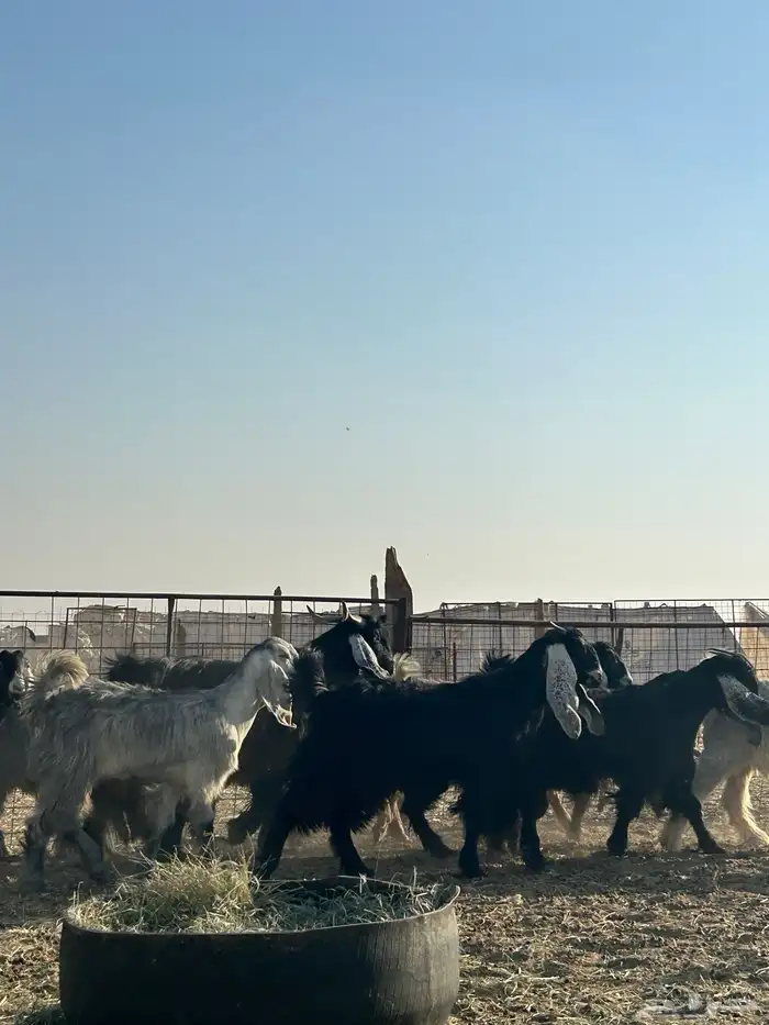 معزا جذعات مقرعات 8