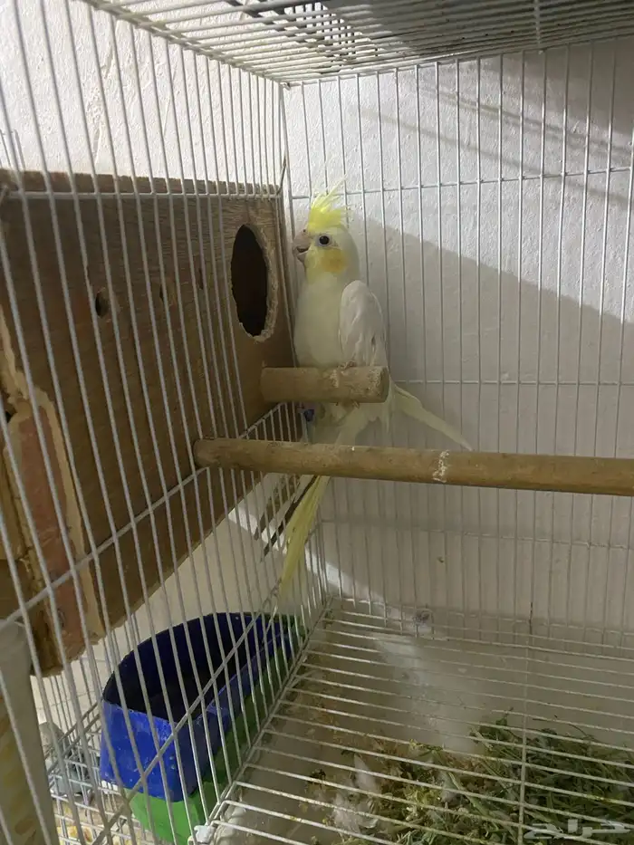 عاجل جوز كروان 0