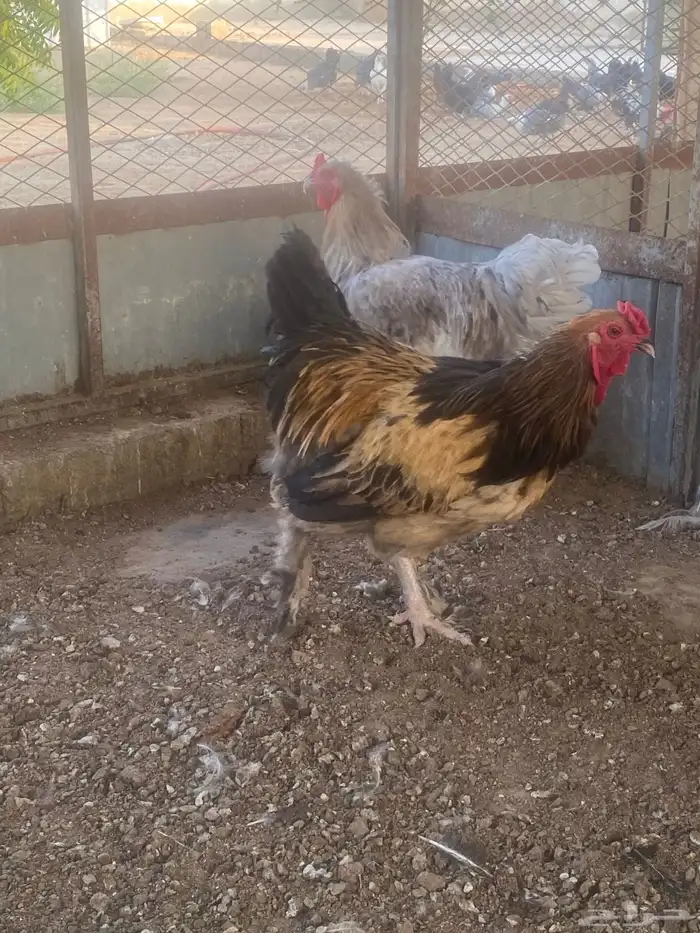 ديوك للبيع 3