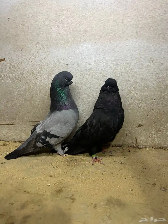 جوز لونق فيس 0