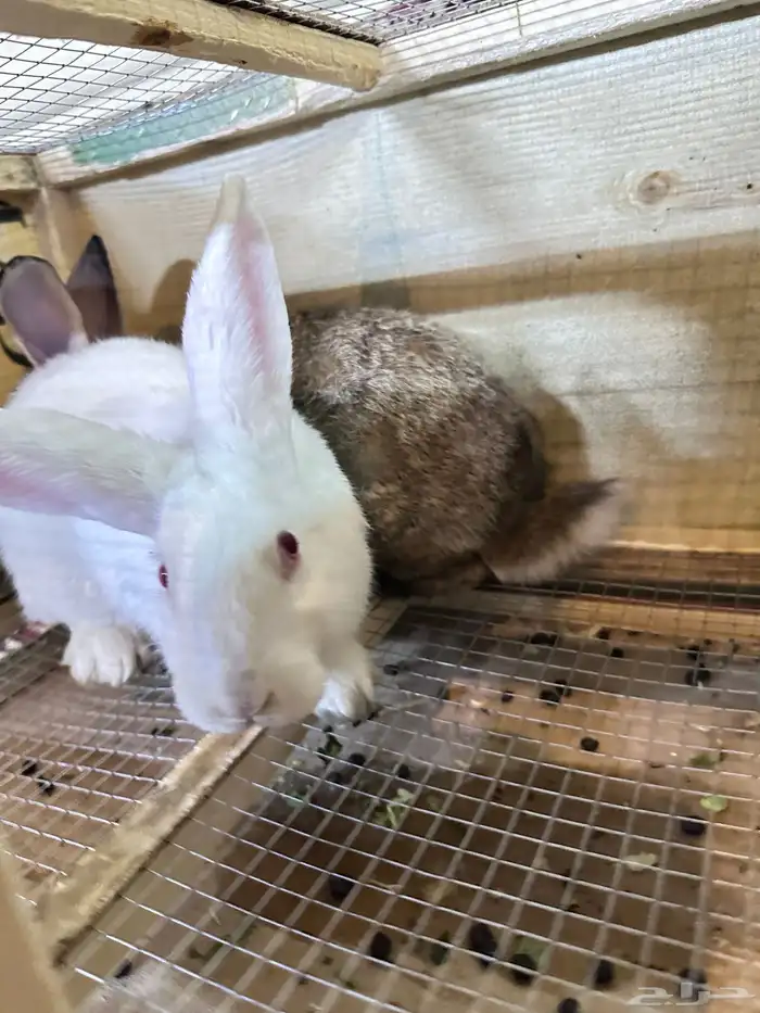 ارانب بلدي جوز 2