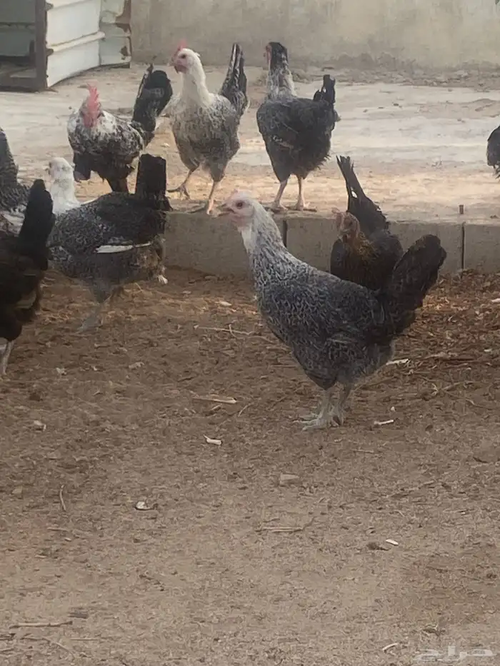 دجاج فيومي 8