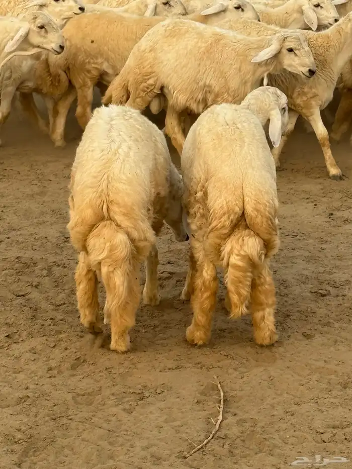 ذبايح حريات (صمخ) طليان زغاليل (حمام فرنسي جامبو) 4