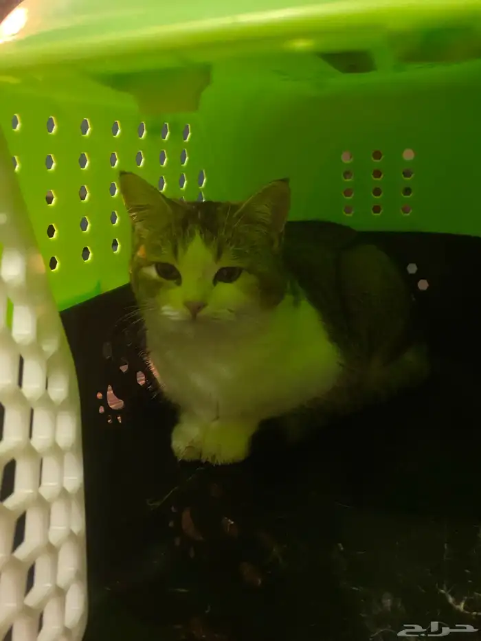 بسة للتبني بأسرع وقت العمر 4اشهر 0