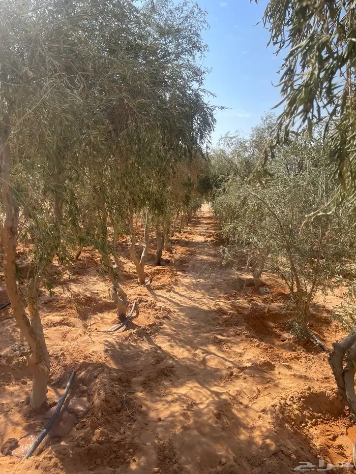 اشجار زيتون 2