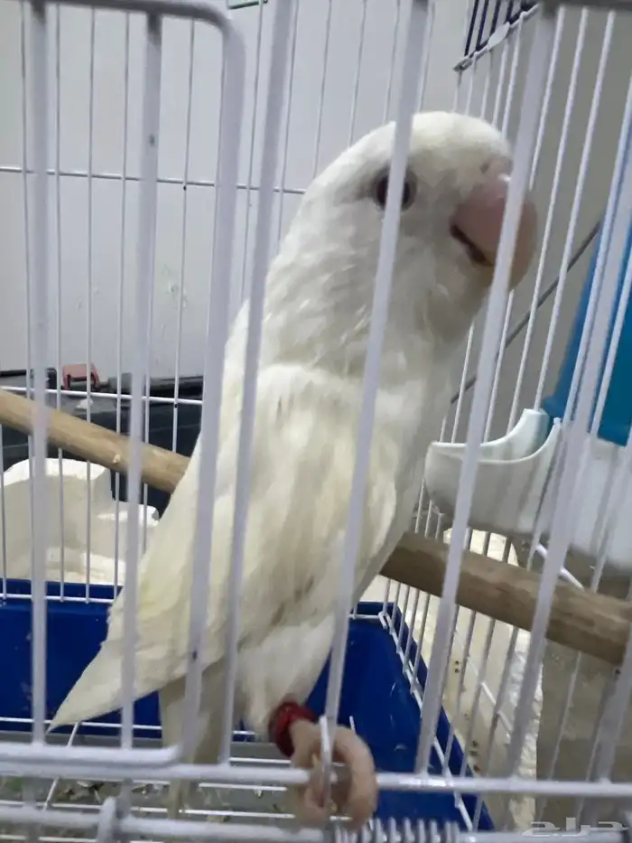 انثى روز البينو 1