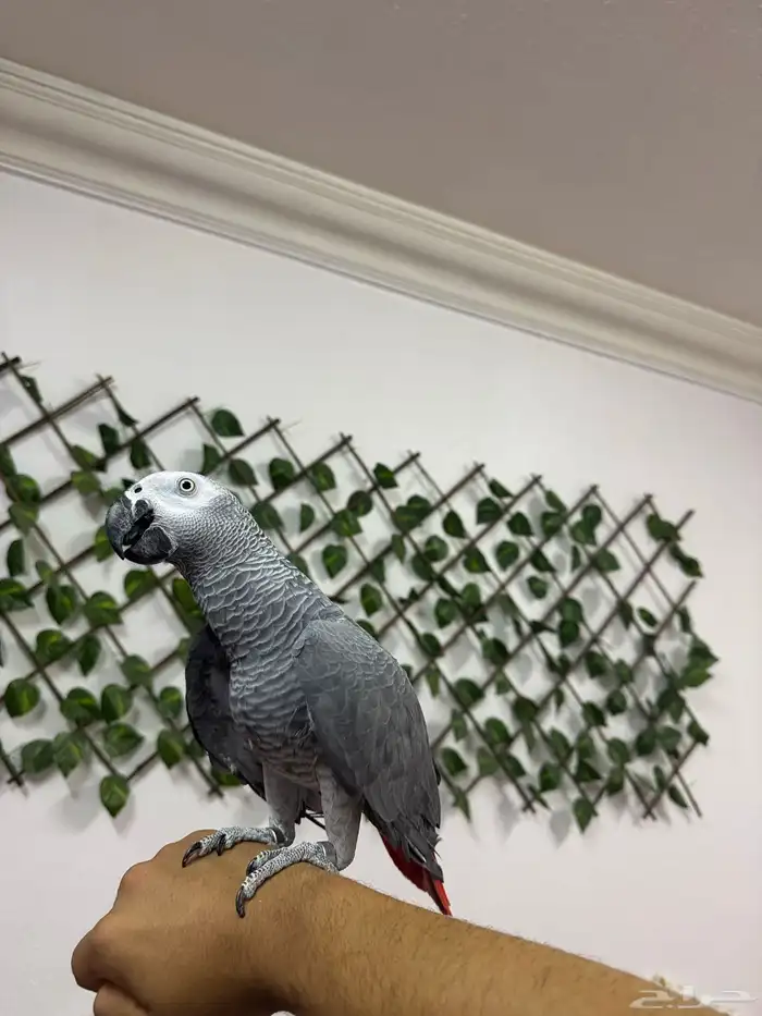 ترويض و فندقة ببغاوات خبرة 11 سنة 5