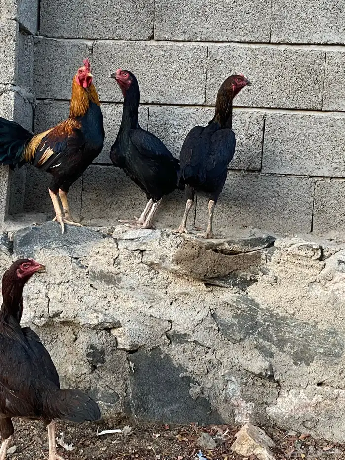 دجاج باكستاني اصل 0