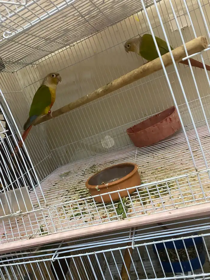 زوج كنيور اناناس 1