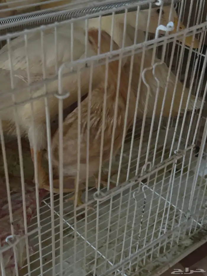 بط بكيني ودجاج بلدي 2