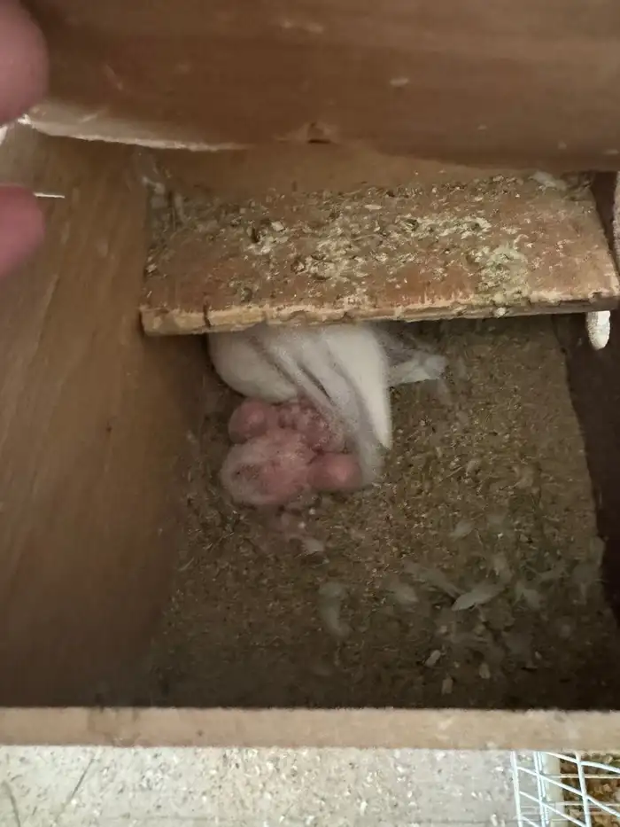 روز البينو عيون حمر 3