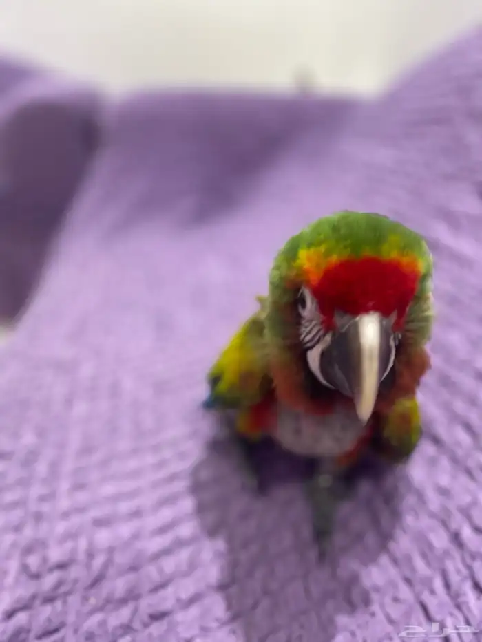 فرخ مكاو شامروخ 5