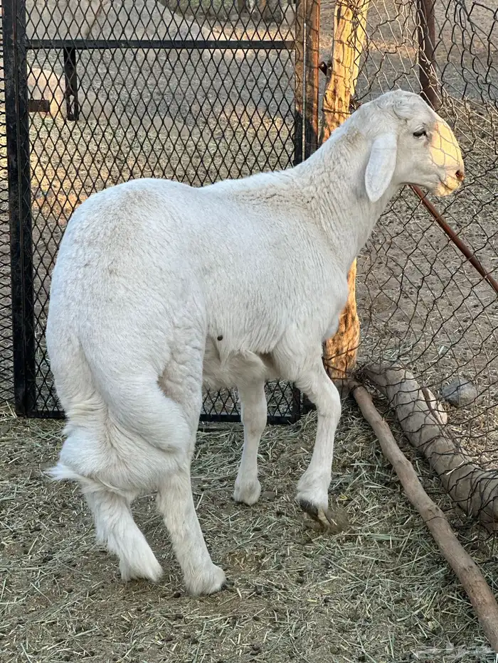 خروف مشروع فحل 3