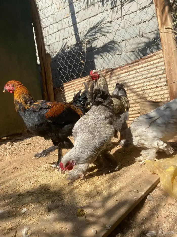 دجاج براهمه 4 والخامس ديك 0