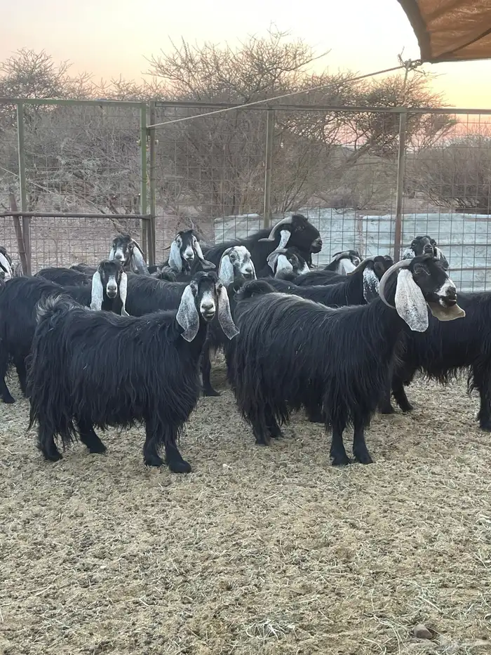 معزا ( تم البيع ) 2