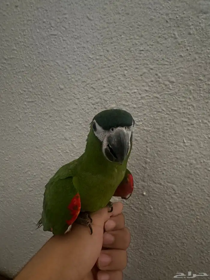 ترويض و فندقة ببغاوات خبرة 11 سنة 21