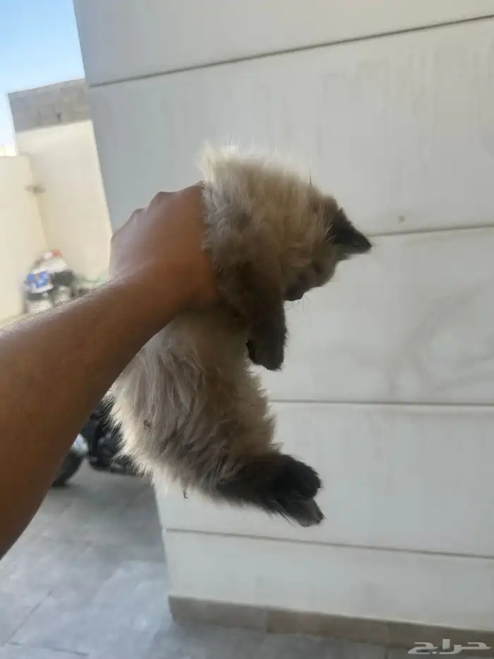 قطط هملايا للبيع 300 3