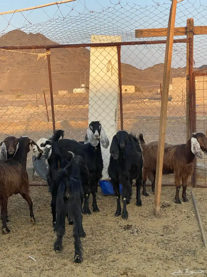 معزا هجين بفحلها 7