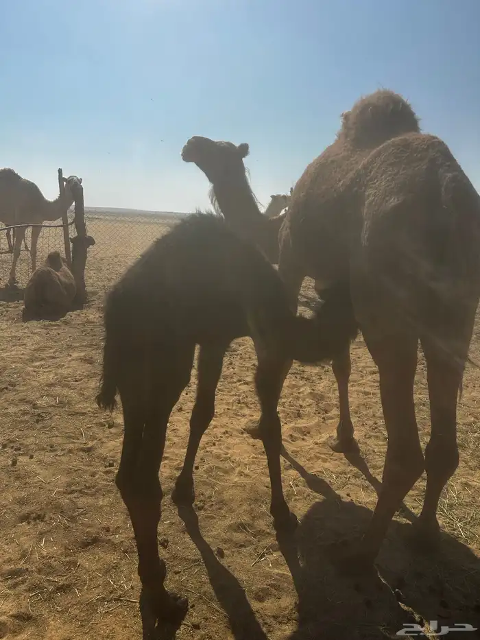 خلفه مصغر ساحليه 0