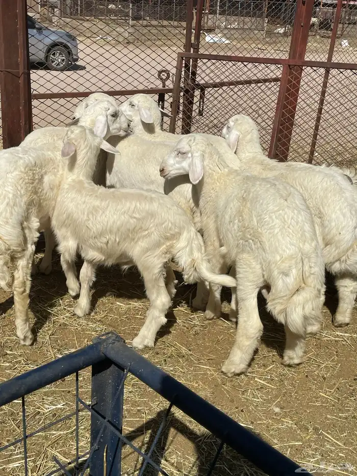 بهم حري وتيوس 19