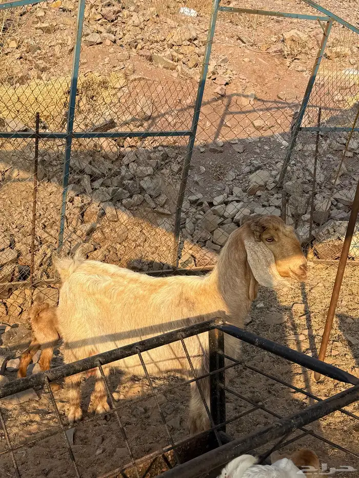 عنز يتبعها رخل 6