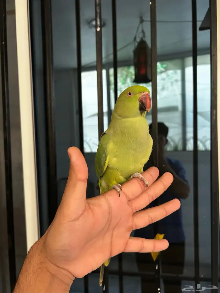 انثى دره اليفه و هدد مزاجي و متكلمه في الوجه 2