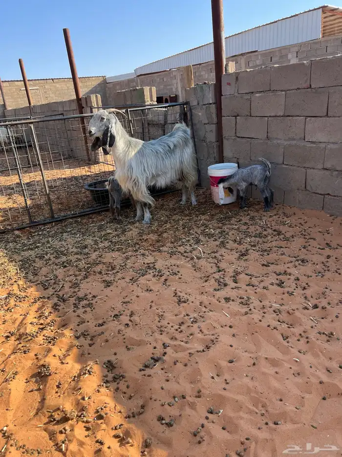 عنز تامه توم جفره وتيس روم شرط سن وديد وروم 0