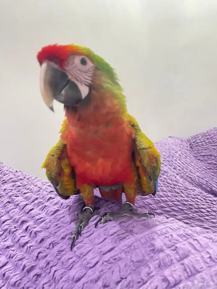 فرخ مكاو شامروخ 0