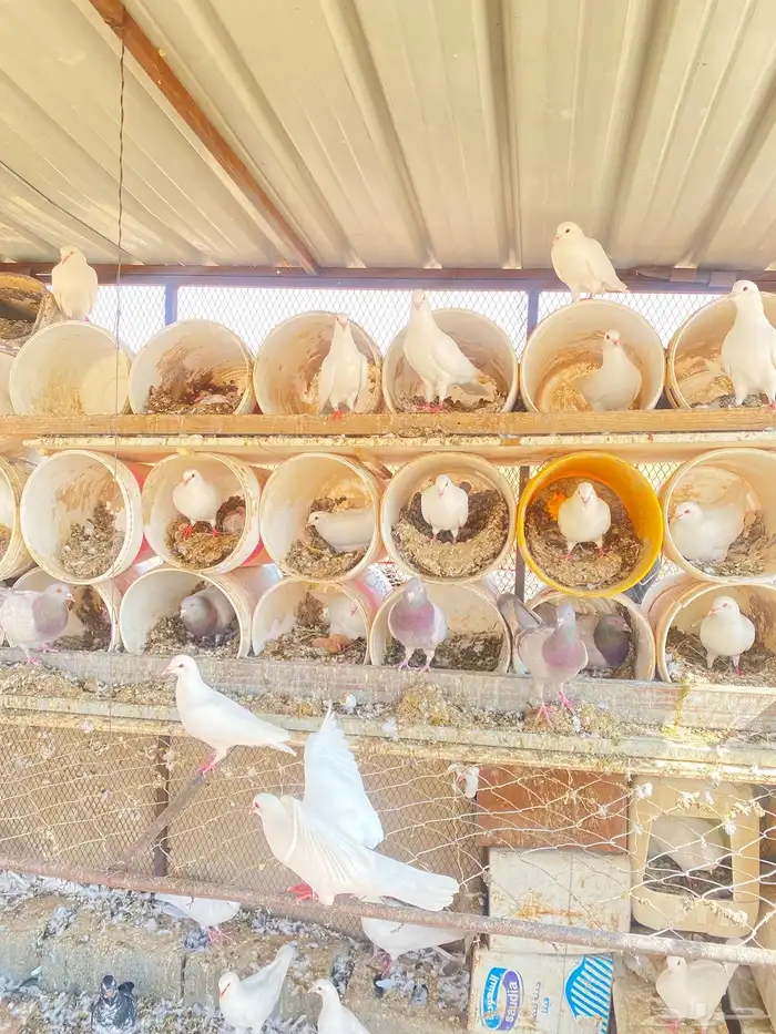 حمام فرنسي 5