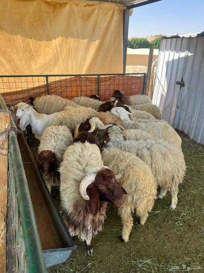 طليان نعيميات بالرياض 0