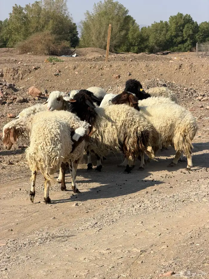 ضان نعيم دفيع بفحلها 4