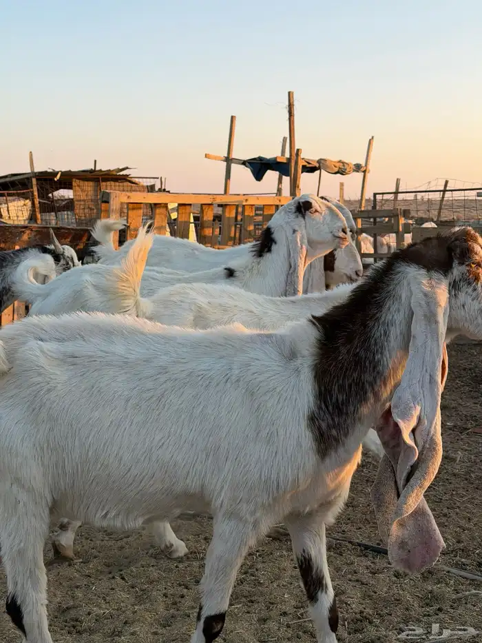 معزاء هولنديات 44