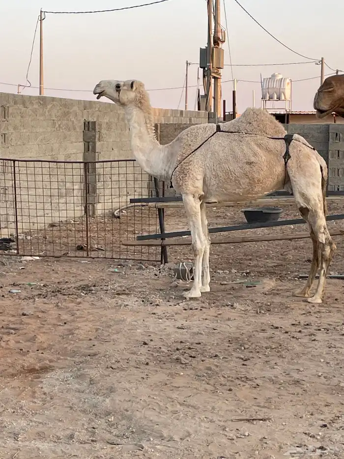 للبيع لقحه صفراء و وضحى وضريبه وضحى 1