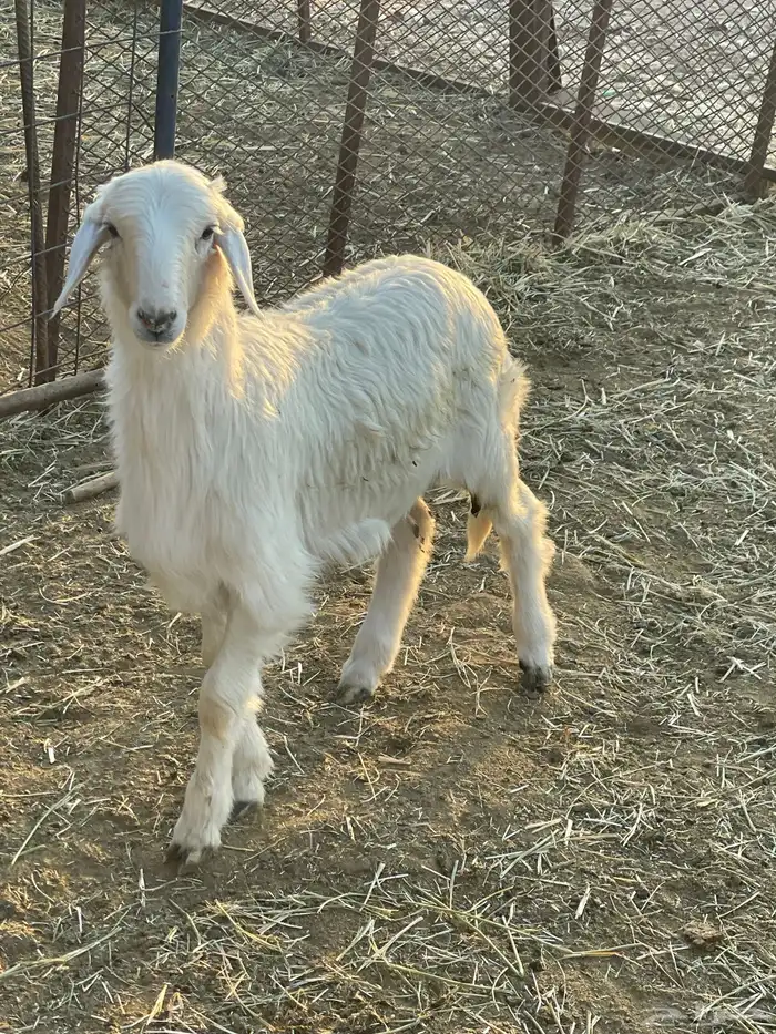 بهم حري وتيوس 0