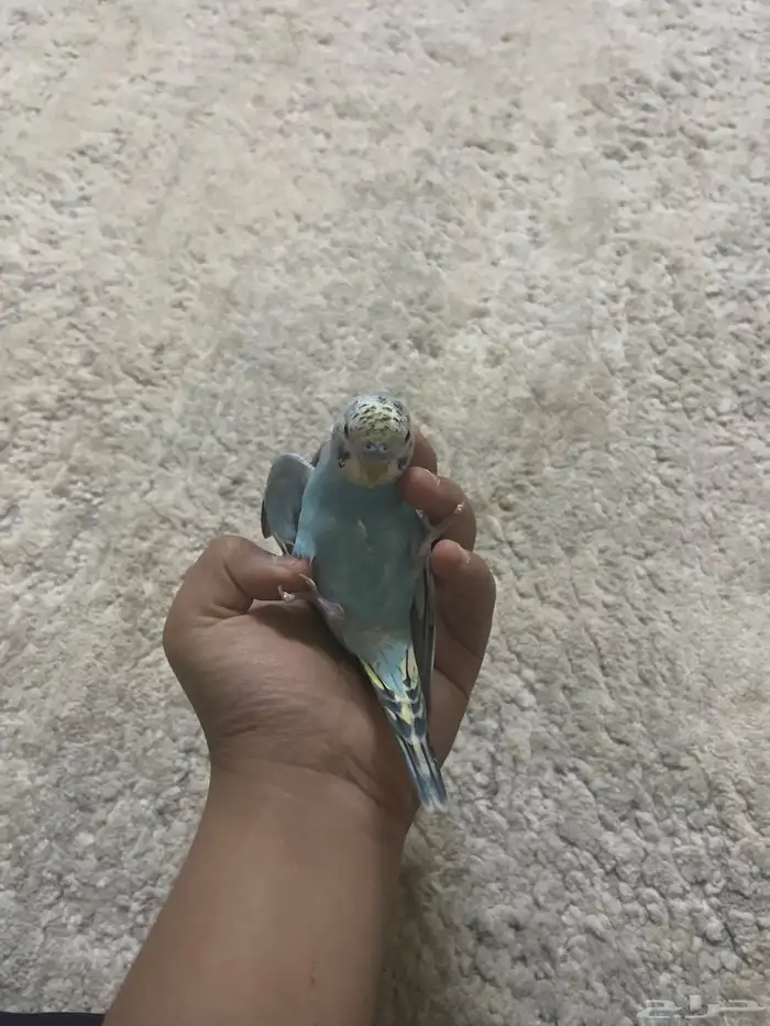 طير باذجي اليف جدا  جدا  على السوم 1