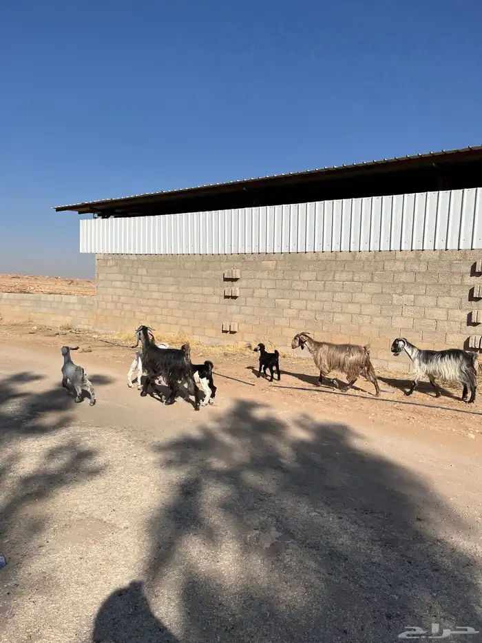 معزا خلفات متابيع مشاريك عوراض شاميه خلفه متبع 1