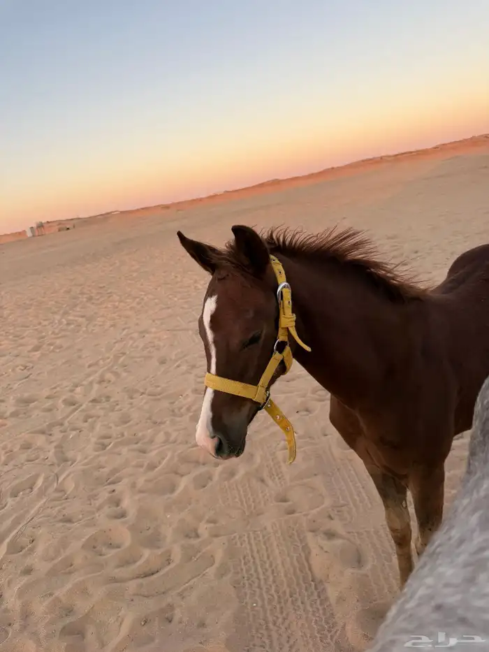 فرس ولدها للبيع ب (10) 3