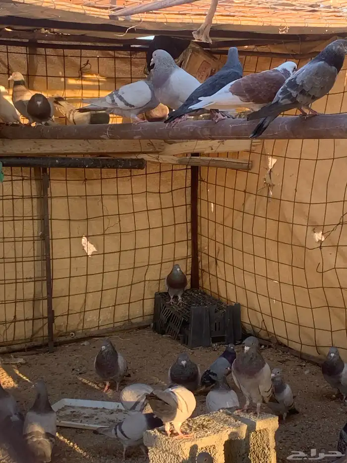 البيع حمام سلفر سوبر جانبو 5