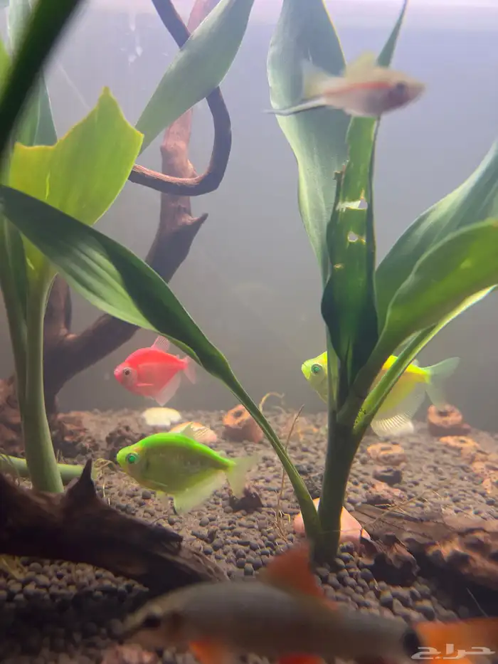 سمك زينة مشع للبيع 3