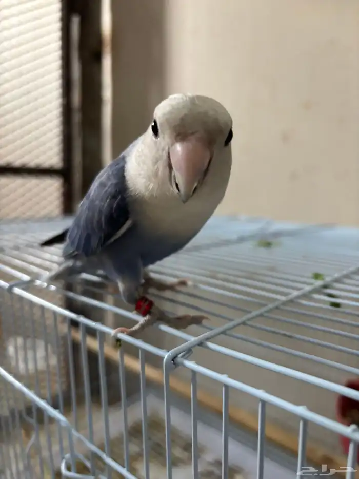 طير روز تربية ذكر منتج 1